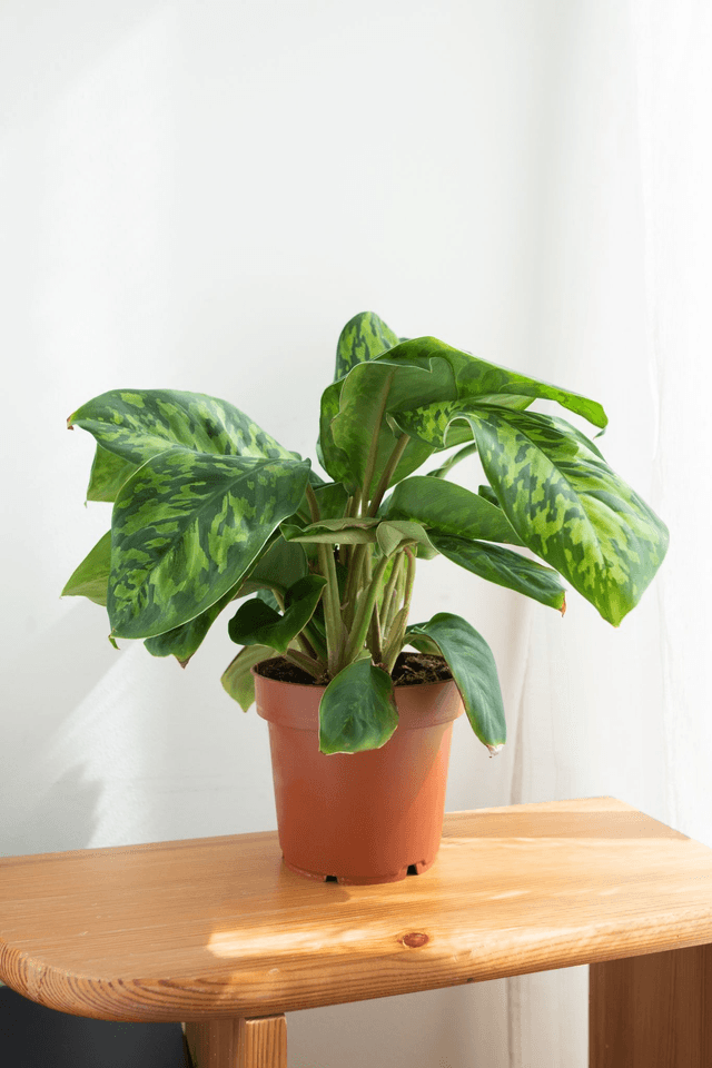 Homalomena Camouflage🌿
