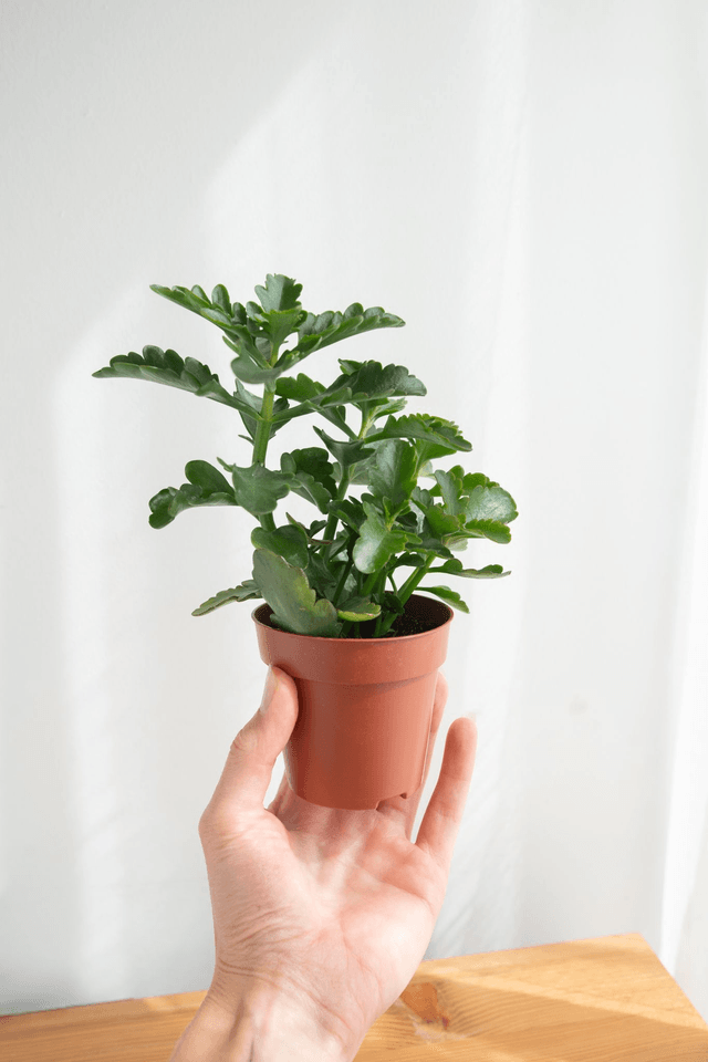 Kalanchoé Blossfeldiana🌿