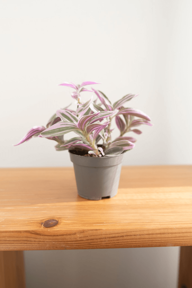 Tradescantia Rosa Sunrise (mini) 🌿