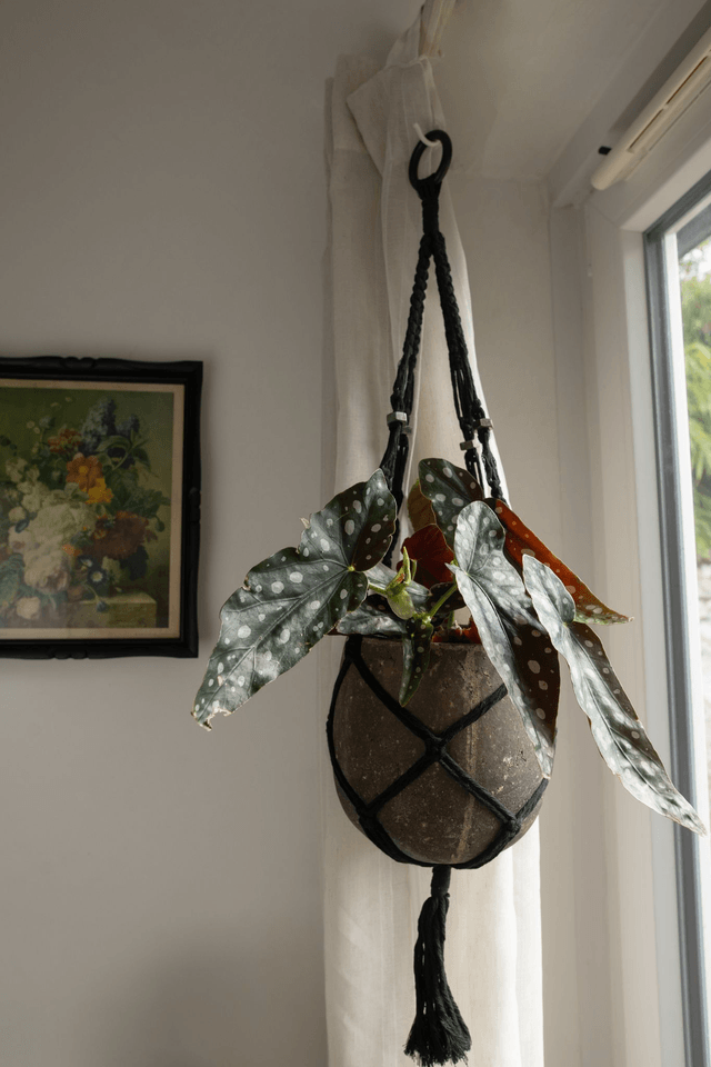 Plant Hugger🦇 Suspension Macramé Noir
