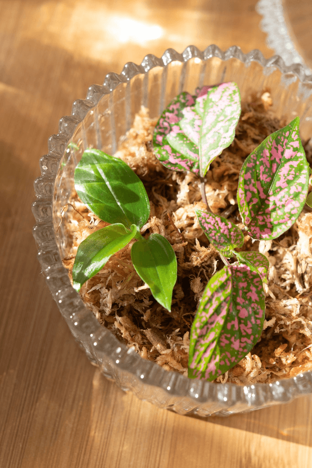 Tiny greenhouse 🪴 Kit propagation plantes – terrarium miniature
