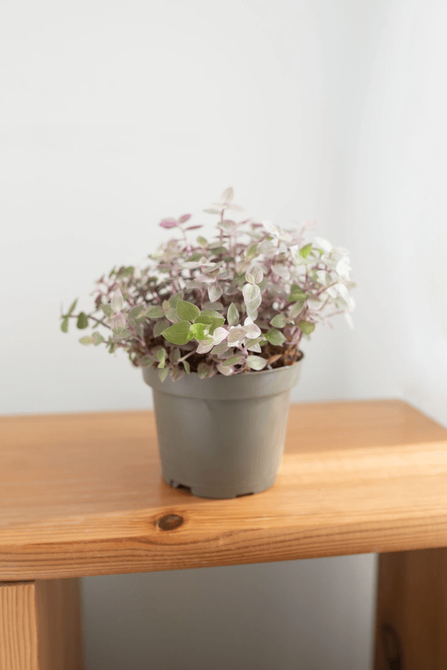 Callisia Rosata 🌿