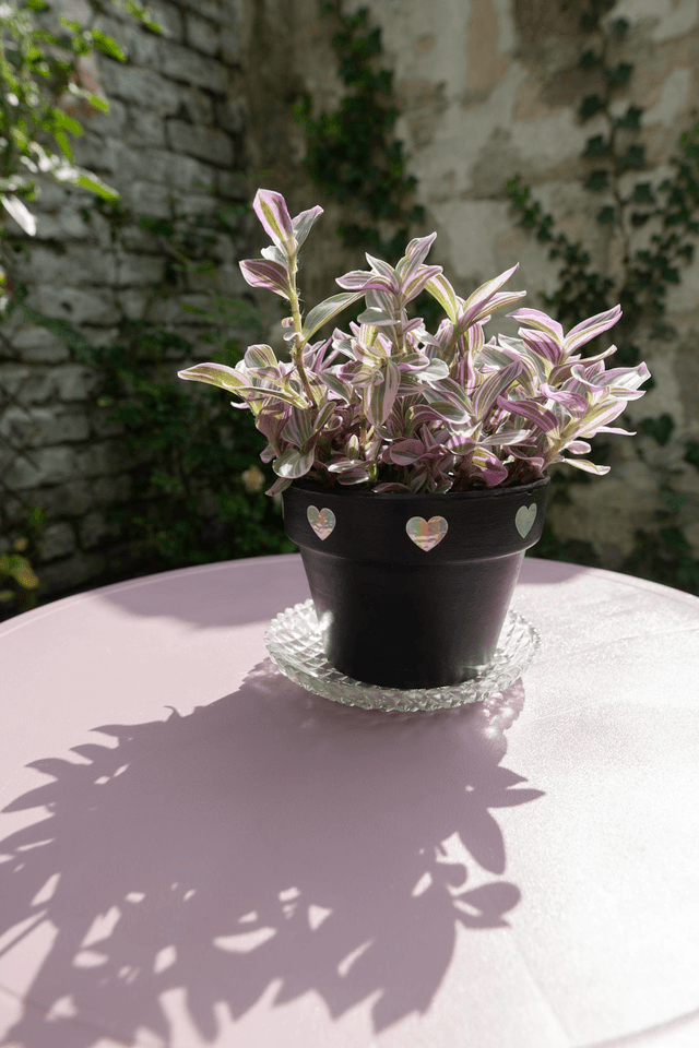 Cosmic Goth 🖤 Pot + Plante + Soucoupe