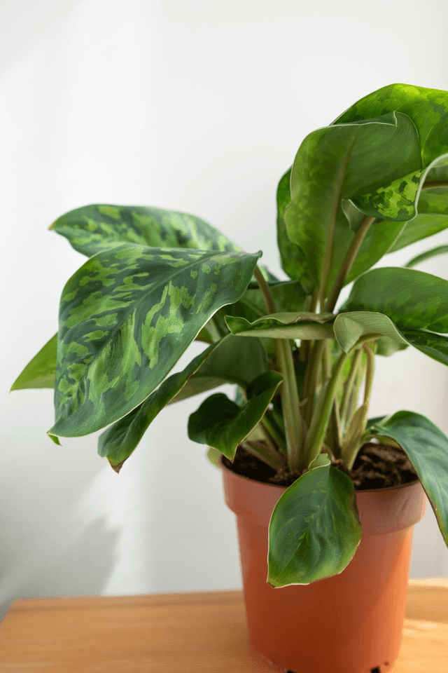 Homalomena Camouflage🌿