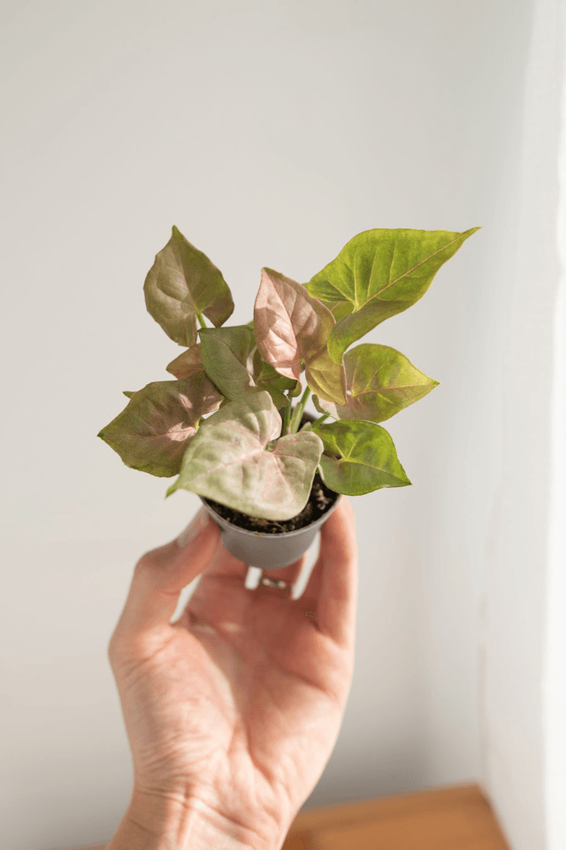 Syngonium Neon Robusta (mini) 🌿