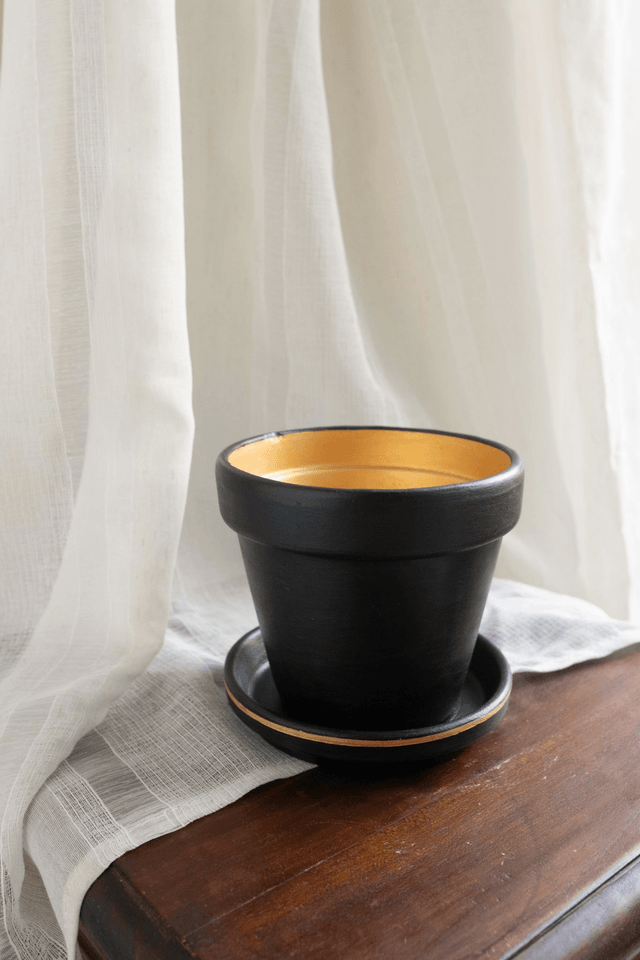Black Velvet 🖤 Pot + Plante + Soucoupe