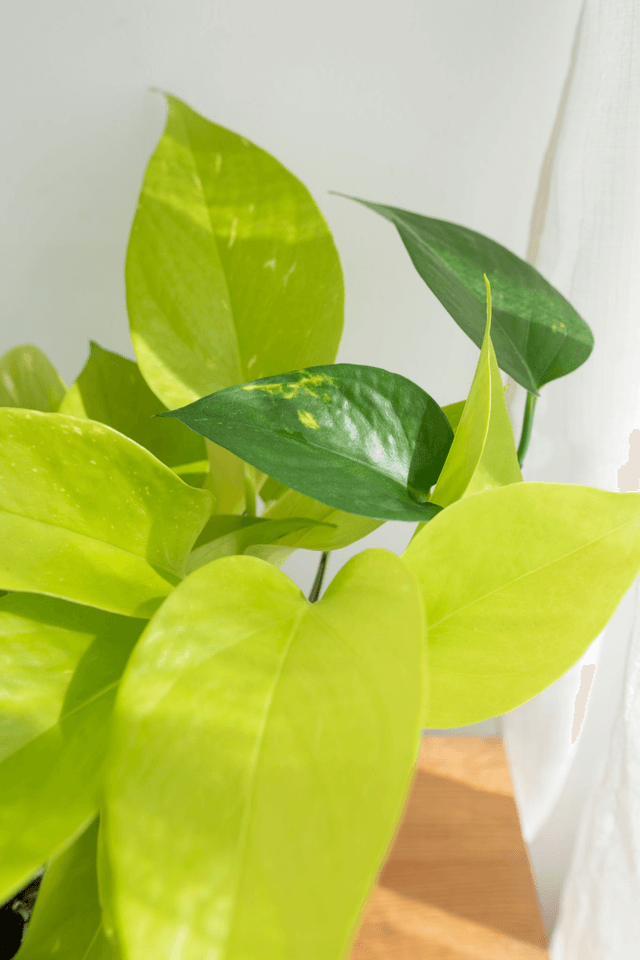 Trio de pothos (Epipremnum Aureum, Marble Queen & Néon) 🌿