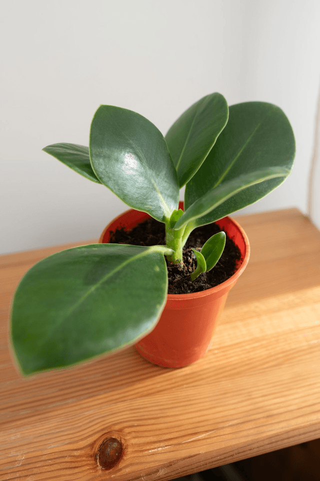 Clusia Rosea (mini) 🌿