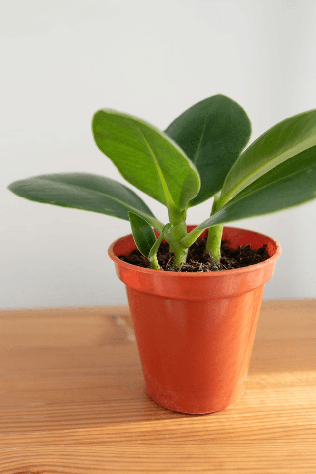 Clusia Rosea (mini) 🌿
