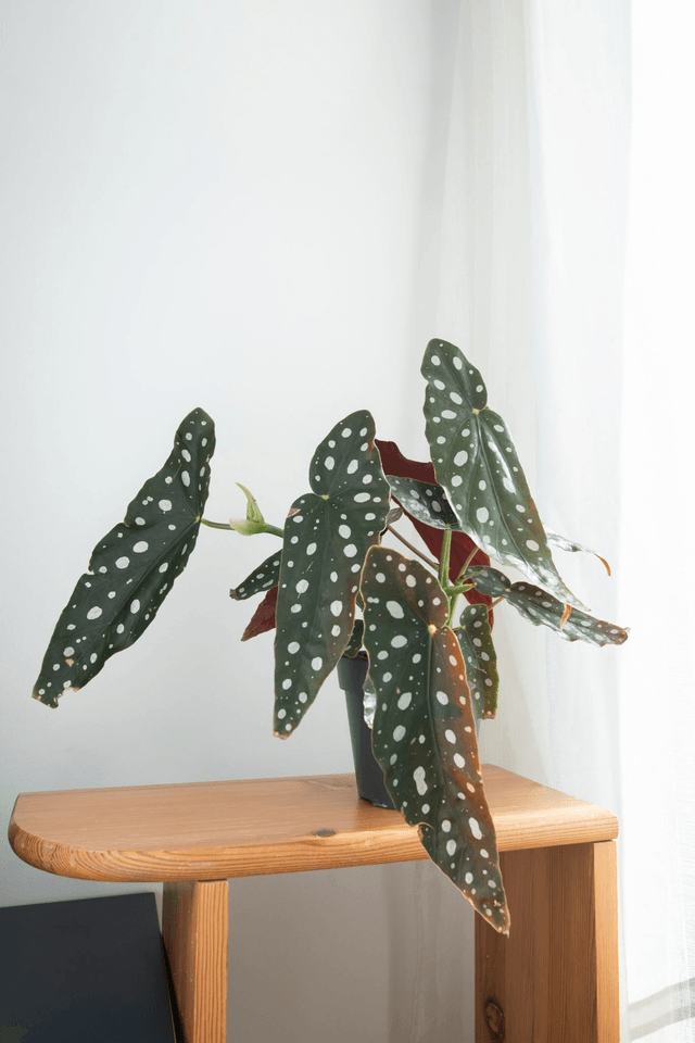 Begonia Maculata🌿