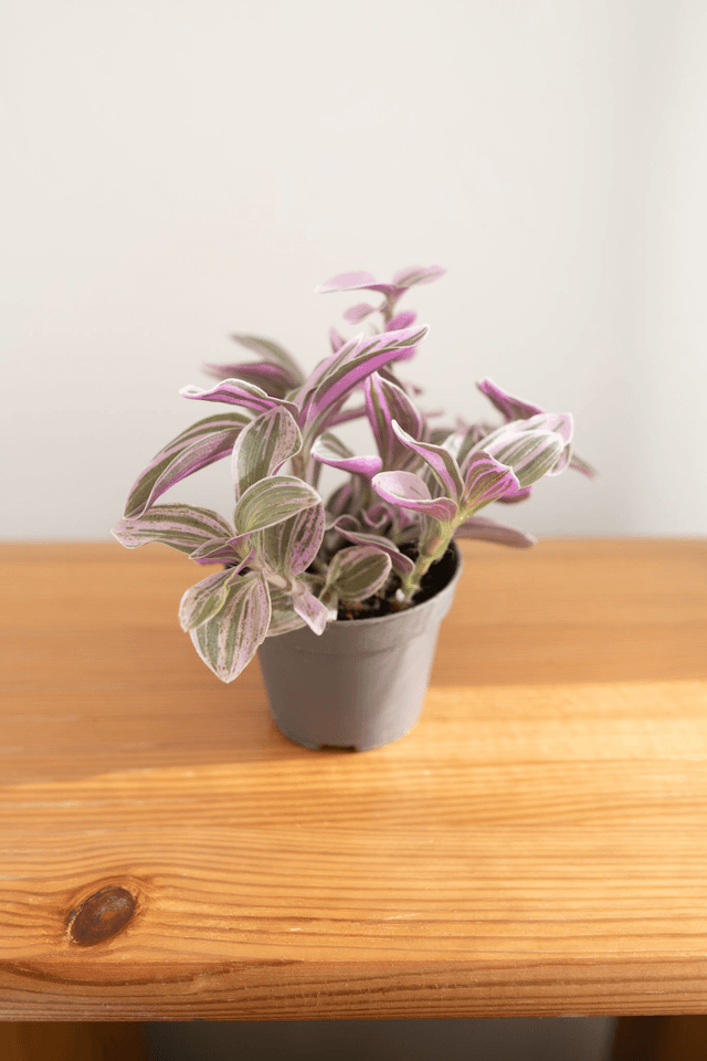 Tradescantia Rosa Sunrise (mini) 🌿