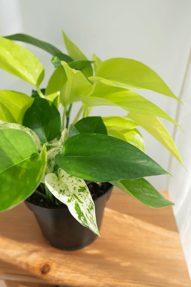 Trio de pothos (Epipremnum Aureum, Marble Queen & Néon) 🌿