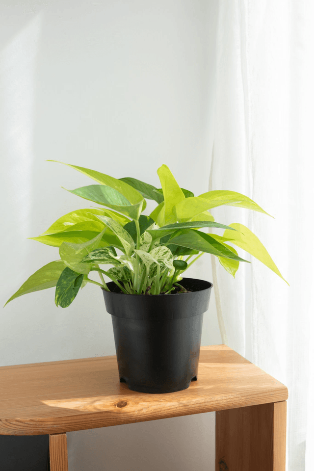 Trio de pothos (Epipremnum Aureum, Marble Queen & Néon) 🌿