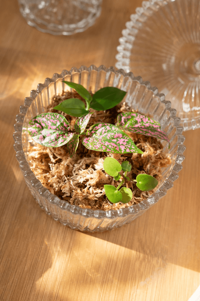 Tiny greenhouse 🪴 Kit propagation plantes – terrarium miniature