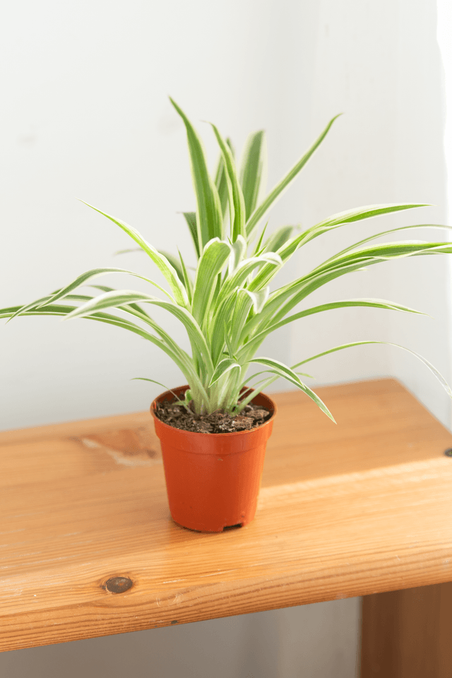 Chlorophytum Comosum (mini) 🌿