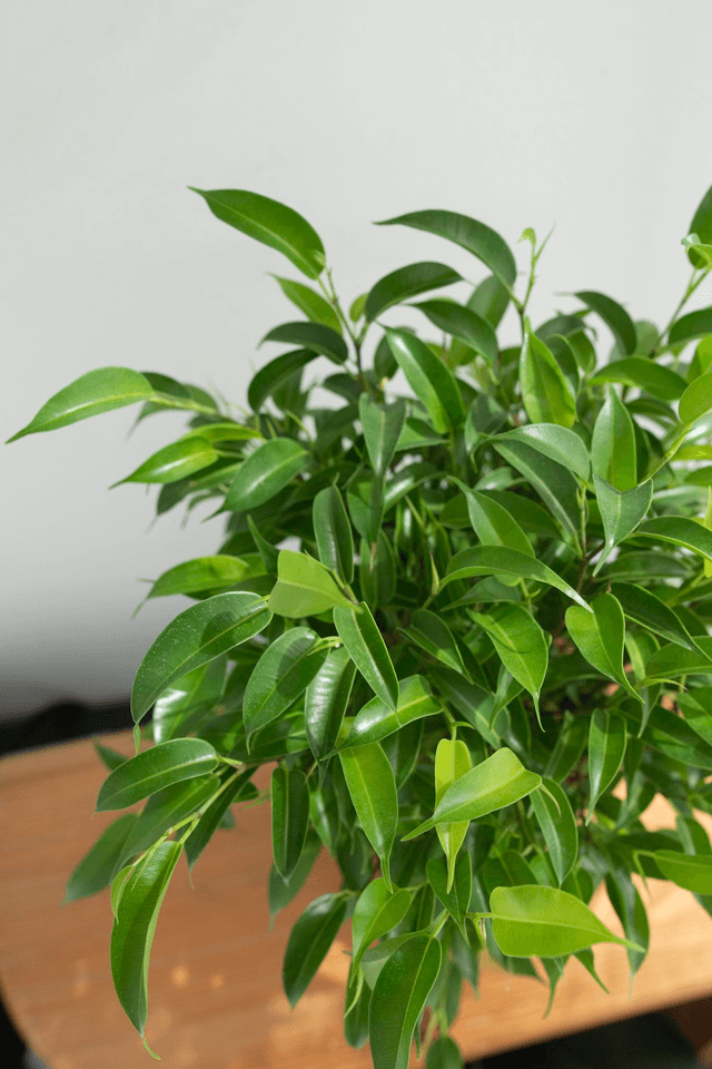 Ficus Benjamina 'Natasja' 🌿