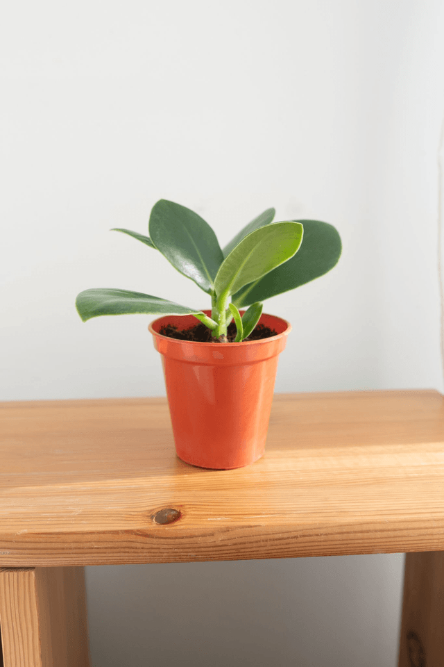 Clusia Rosea (mini) 🌿
