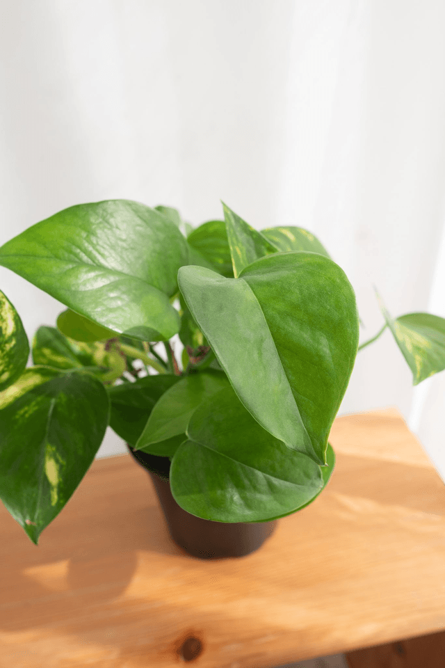 Epipremnum aureum (Golden Pothos)🌿