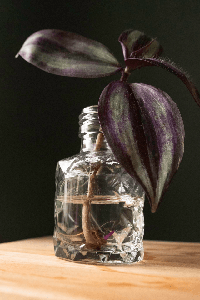 Elixir Botanique 🔮 Lot 3 boutures en fioles