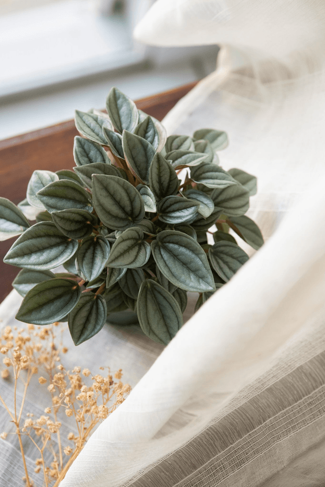 Peperomia Glitter🌙 Pot + Plante