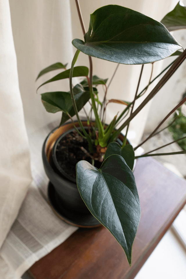 Black Velvet 🖤 Pot + Plante + Soucoupe