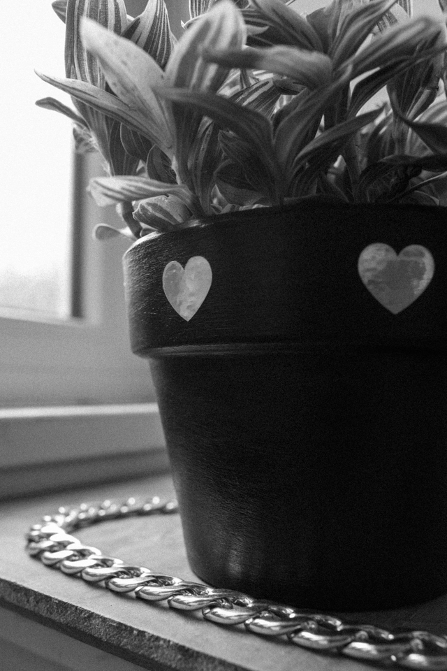 Cosmic Goth 🖤 Pot + Plante + Soucoupe