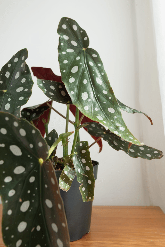 Begonia Maculata🌿