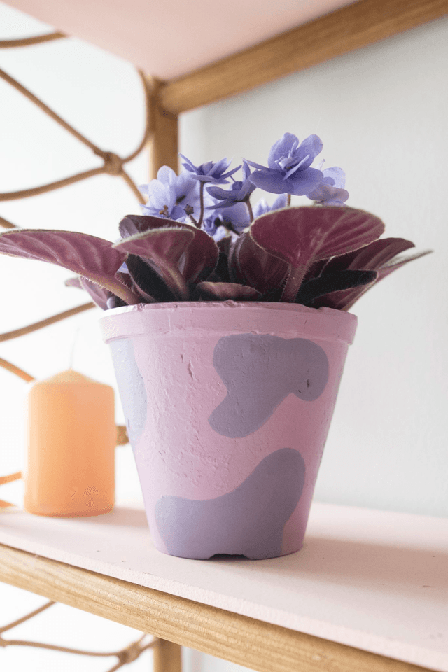 Saint Métamorph ✨Pot + Plante