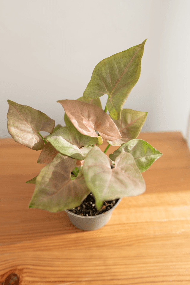 Syngonium Neon Robusta (mini) 🌿