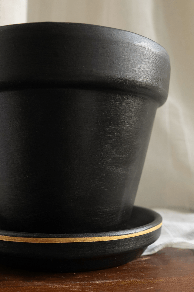 Black Velvet 🖤 Pot + Plante + Soucoupe