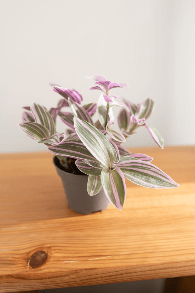 Tradescantia Rosa Sunrise (mini) 🌿