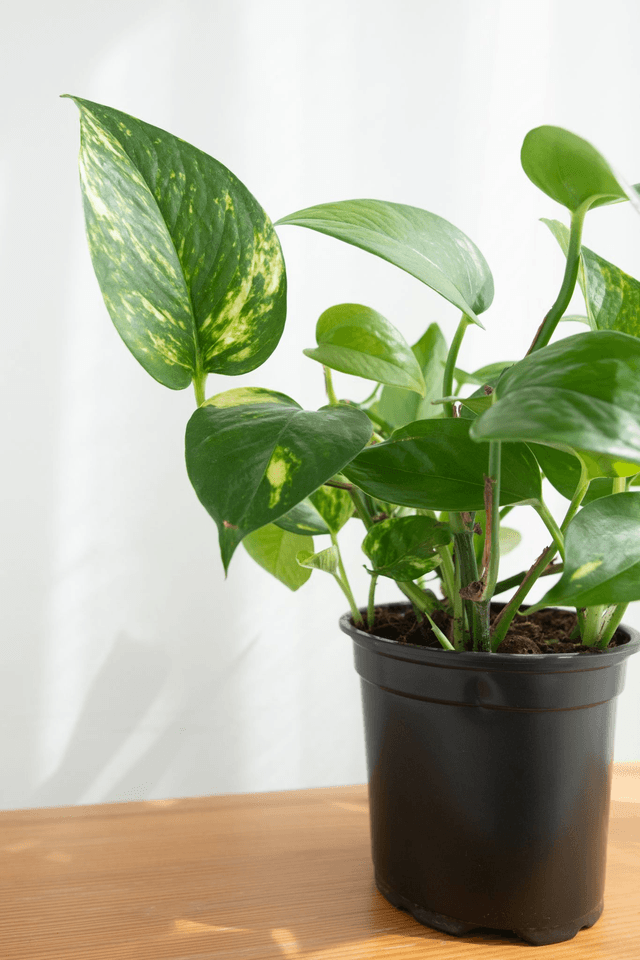 Epipremnum aureum (Golden Pothos)🌿