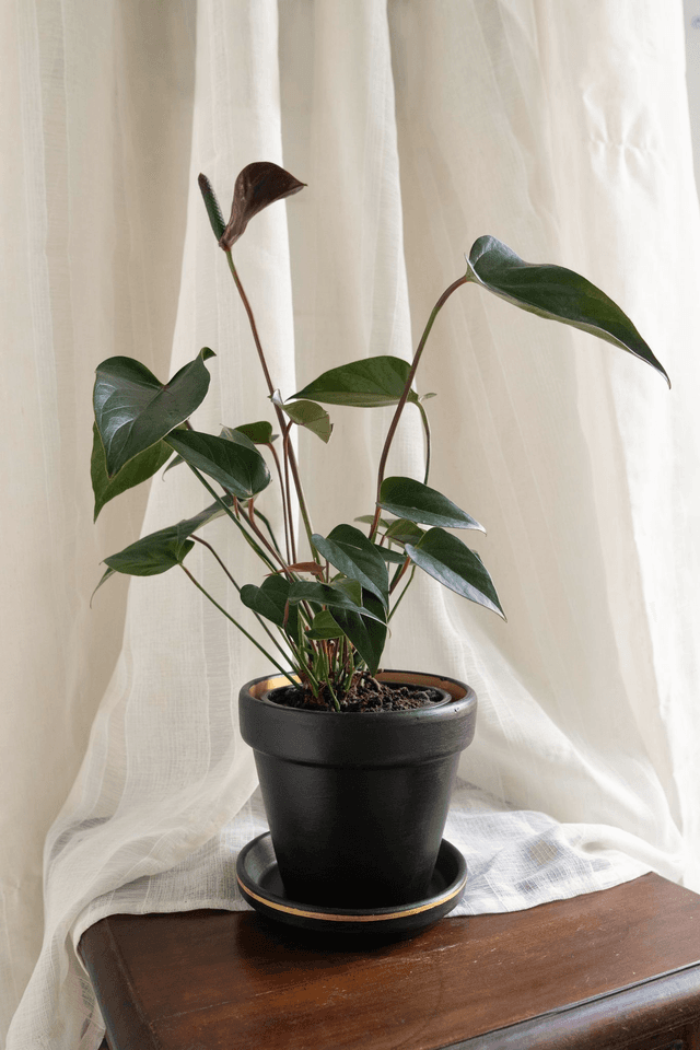 Black Velvet 🖤 Pot + Plante + Soucoupe
