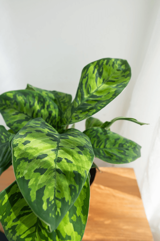 Homalomena Camouflage🌿
