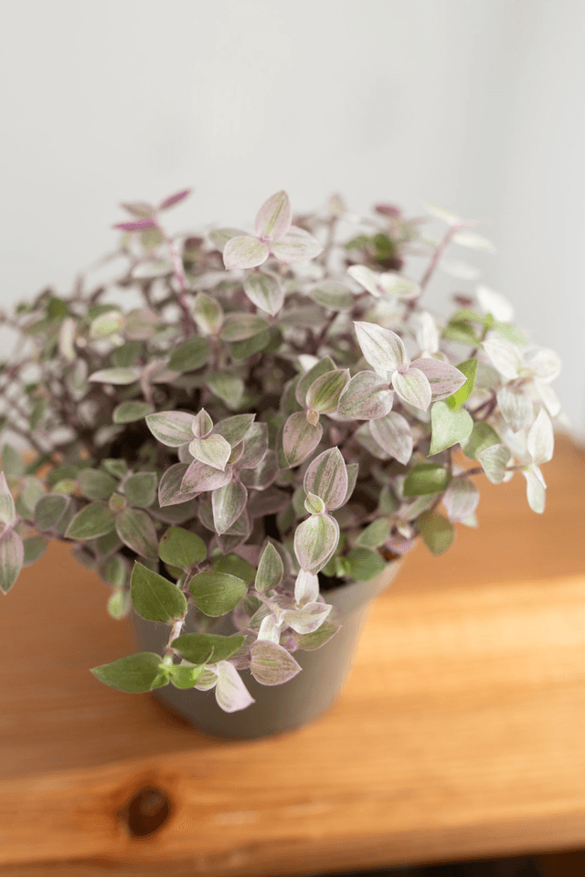 Callisia Rosata 🌿