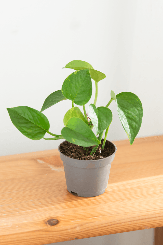 Epipremnum Aureum &#039;Golden Pothos&#039; (mini) 🌿