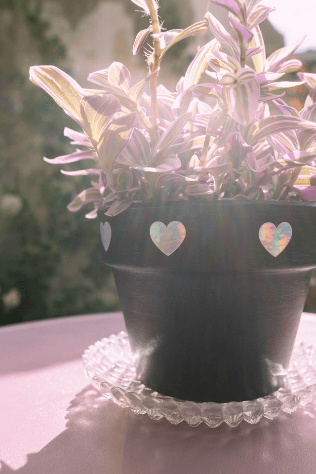 Cosmic Goth 🖤 Pot + Plante + Soucoupe