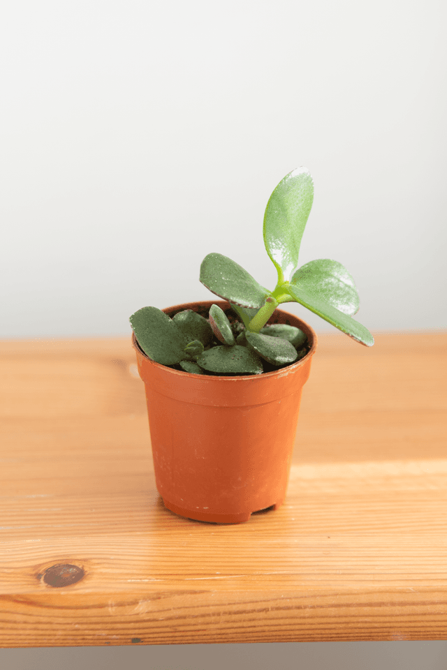 Crassula Ovata &#039;Arbre de jade&#039; (mini) 🌿