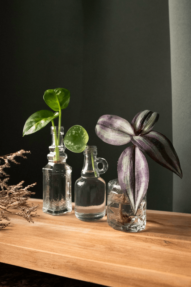 Elixir Botanique 🔮 Lot 3 boutures en fioles