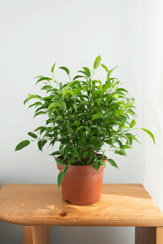 Ficus Benjamina &#039;Natasja&#039; 🌿