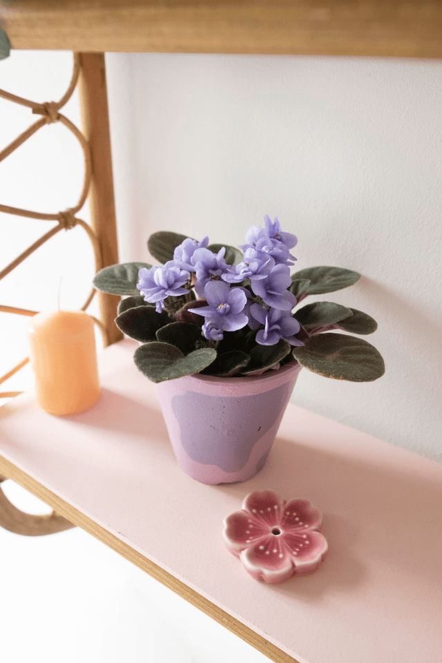 Saint Métamorph ✨Pot + Plante
