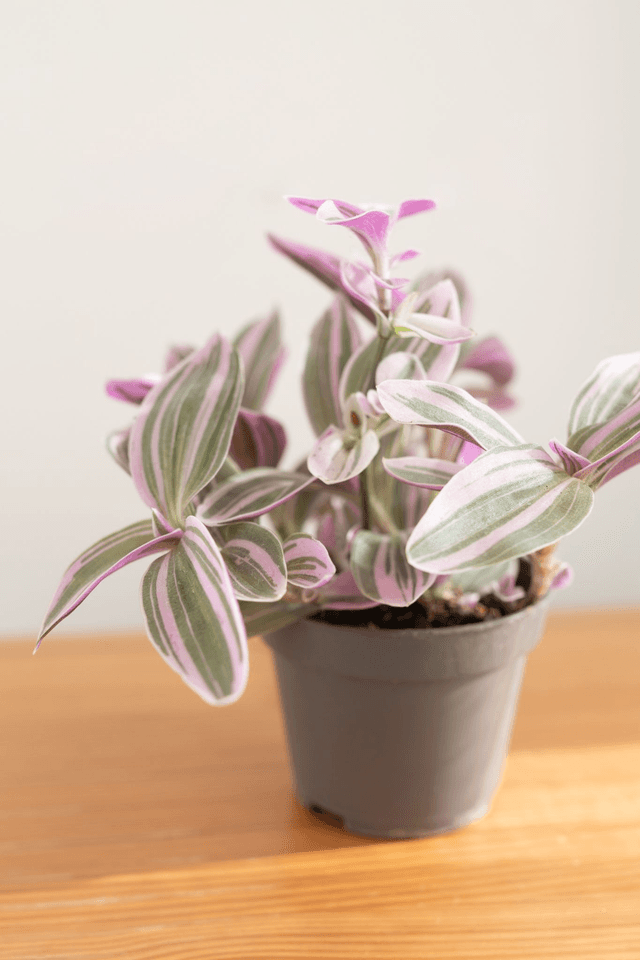 Tradescantia Rosa Sunrise (mini) 🌿